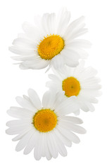 Fllowers of camomile isolated on white background