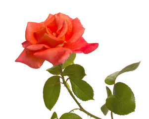 Red rose isolated on white background.