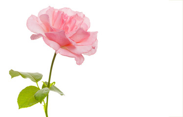 Pink rose isolated on white background with empty space for your