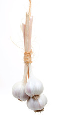 Bunch of garlic, hanging on a rope, isolated on white background