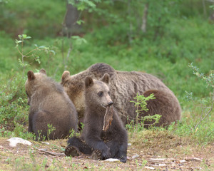 Obraz premium Bear cub wants to play but mother and sibling just looking for food