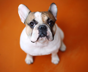 French Bulldog on orange background