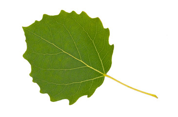 Green leaf isolated on a white