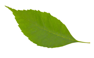 Obraz premium Green leaf isolated on a white