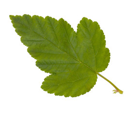 Green leaf isolated on a white