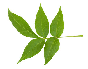 Naklejka na ściany i meble Green leafs isolated on a white