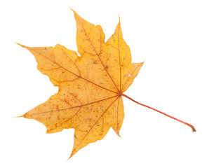 Colorful autumn maple leaf, isolated on white background, close-