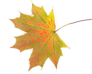 Colorful autumn maple leaf, isolated on white background, close-
