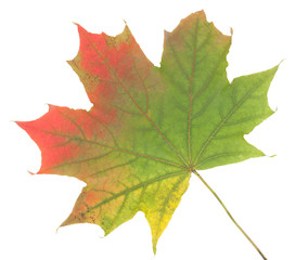 Colorful autumn maple leaf, isolated on white background, close-