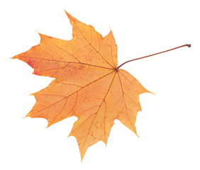 Colorful autumn maple leaf, isolated on white background, close-