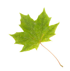 Colorful autumn maple leaf, isolated on white background, close-