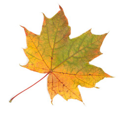 Naklejka na ściany i meble Colorful autumn maple leaf, isolated on white background, close-