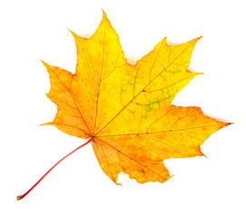 Colorful autumn maple leaf, isolated on white background, close-