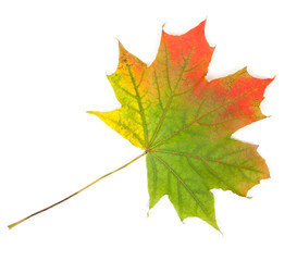 Colorful autumn maple leaf, isolated on white background, close-