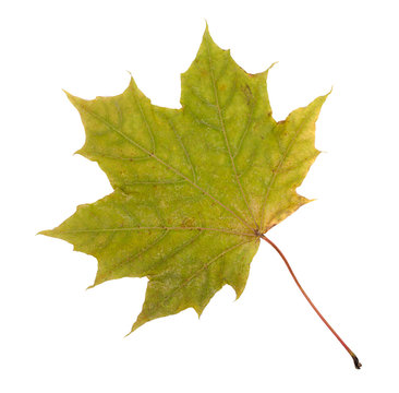 Green autumn maple leaf, isolated on white background, close-up,