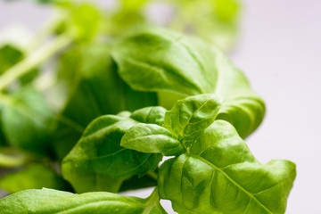 Close up of fresh green basil leaves