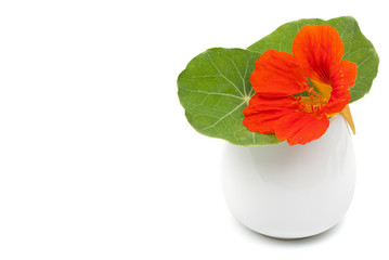 Beautiful flower nasturtium with green leaves in a ceramic vase,