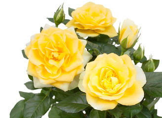 Blossom branch with flowers of yellow rose,  isolated on a white