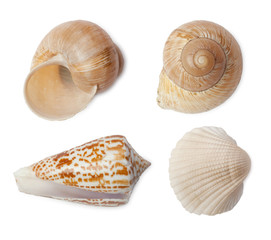 Set of sea shells isolated on white