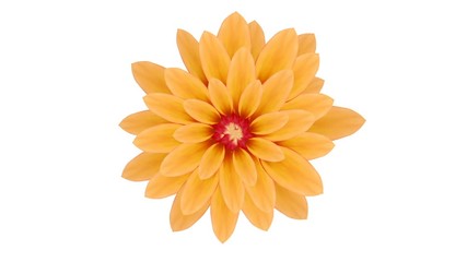 Growing yellow gerbera flower. Motion design illustration, photo-realistic. Isolated on white