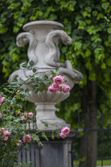 Roses from Mirabell garden in Salzburg