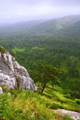 Mountain landscape with flowering vegetation. Russia.