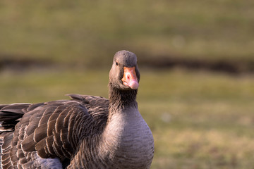 Gans auf der Weise