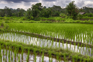 Rice fields in Bali. Indonesia