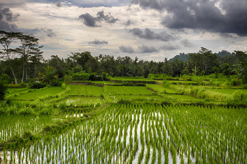 Obraz premium Rice fields in Bali. Indonesia