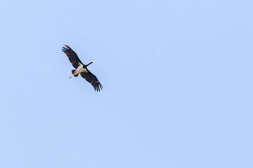 Schwarzstorch (Ciconia nigra)