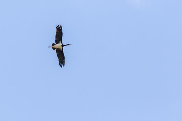 Schwarzstorch (Ciconia nigra)