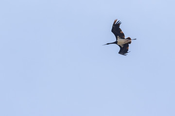 Schwarzstorch (Ciconia nigra)