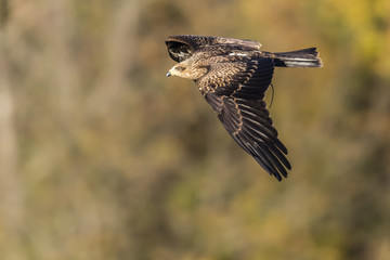 Schwarzmilan (Milvus migrans)