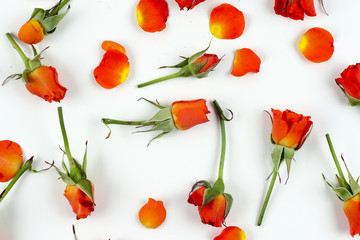 Red natural roses background