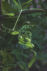 sweet pea vine