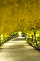 Laburnum arch of yellow blossoms