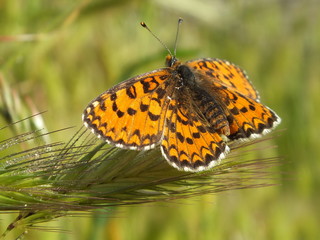 Butterfly on green grass
