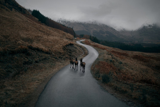 Road with Deer