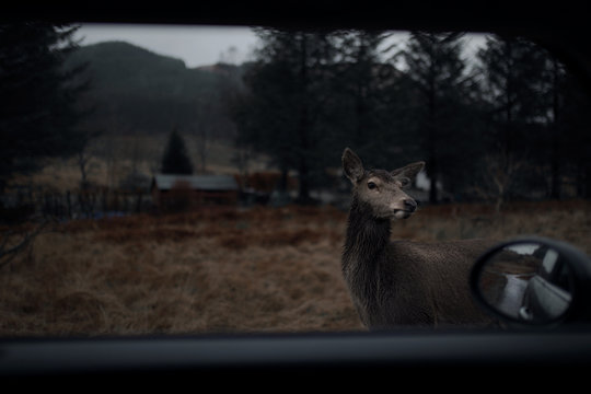 Deer standing in field seen through car window