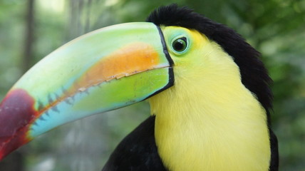 Keel-Billed Toucan, Honduras