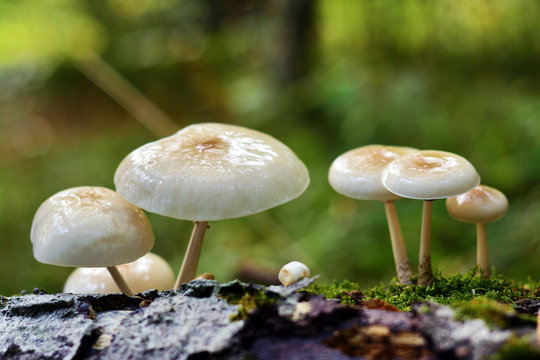 oudemansiella mucida mushroom