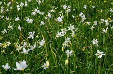 narcissus valley