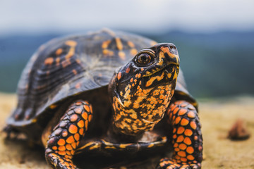 Eastern Box Turtle