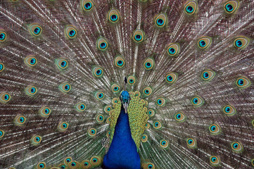 Obraz premium Rad schlagender Pfau