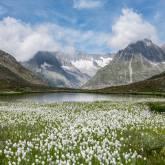 Fototapeta na wymiar View on cotton grass and Swiss Alps near the famous Aletsch Glacier