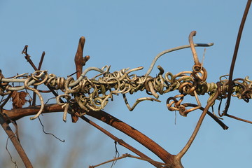 Vertrocknete Weinranke am Draht