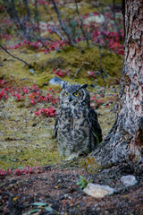 Obraz premium Close up of a Great horned owl sitting on the forest ground, watching, Denali National Park, Alaska