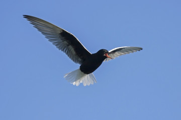 White-winged Tern (Chlidonias leucopterus) in flight