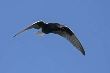 White-winged Tern (Chlidonias leucopterus) in flight