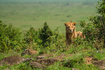 Young male lion